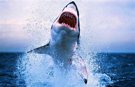 Shark Attack Wallpapers - Top Free Shark Attack Backgrounds ...