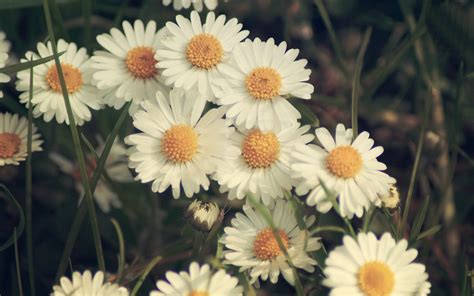 Desktop Daisy HD Wallpapers Free Download