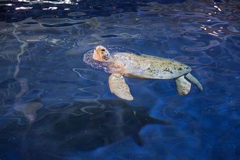 Tank the Green Sea Turtle Takes Atlanta | Georgia Aquarium