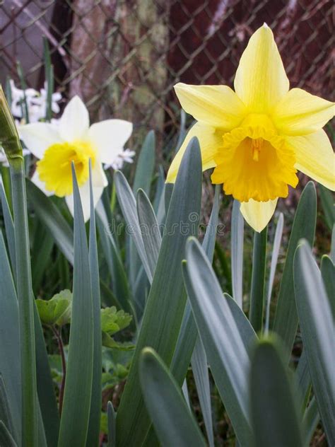 Yellow Daffodil in the Garden in the Spring. Stock Image - Image of ...