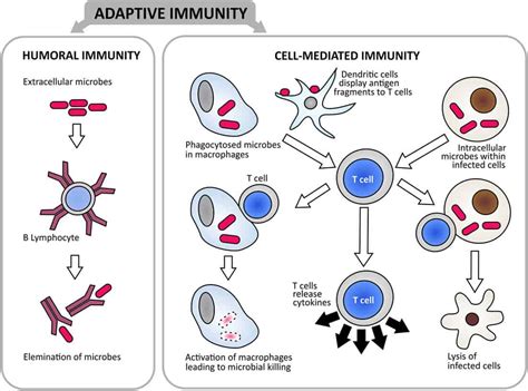 Humoral vs. Cell-Mediated Immunity—What's the Difference Between Them?