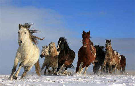 Horses Running Wallpaper | Wallpapers Heroes