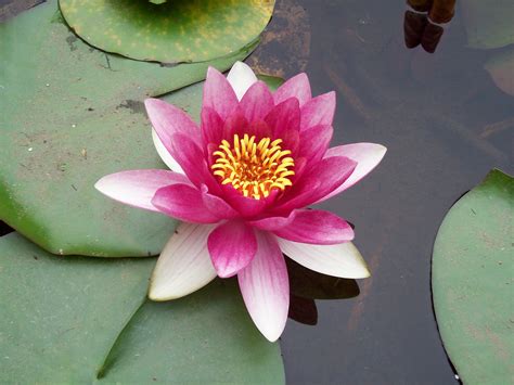 Pink Lotus Flower: Meaning and Symbolism - Mythologian