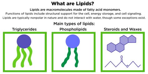 What Are Lipids? — Structure & Function - Expii