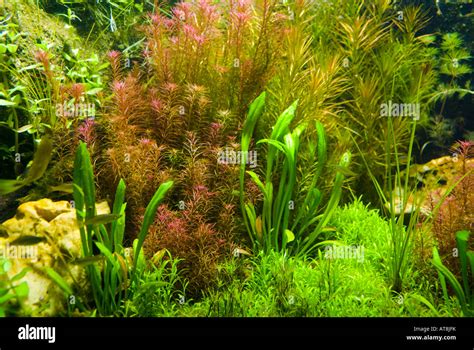 Background of freshwater aquarium plants Stock Photo - Alamy