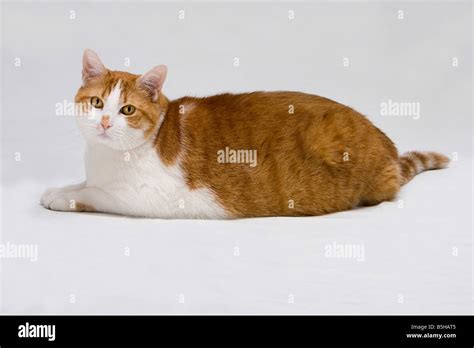 Fat white cat hi-res stock photography and images - Alamy