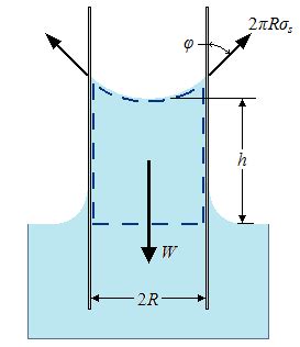 Capillary Action Diagram