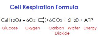 Aerobic Respiration: Definition, Steps, Products & Equation - Video ...