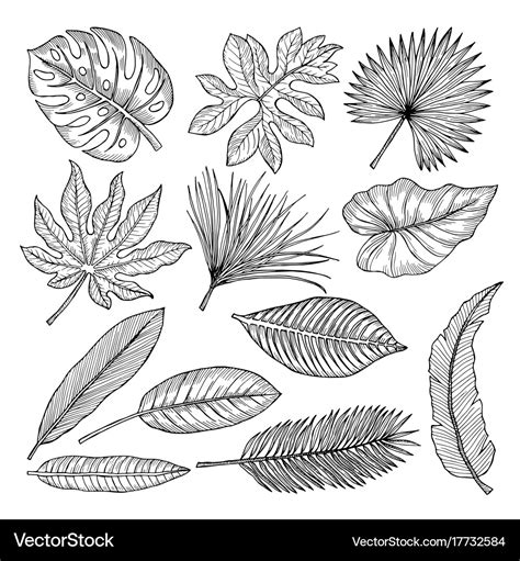 Tropical leaves and plants hand drawing Royalty Free Vector