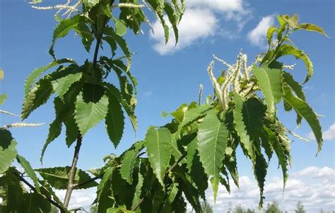 10 Different Types of Chestnut Trees & Identifying Features