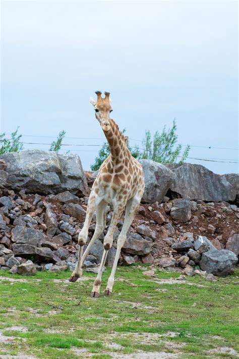 Safari Zoo After Lockdown | Days Out in Cumbria | Me Becoming Mum