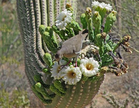 Desert Plants,Flowers,Trees | cini clips