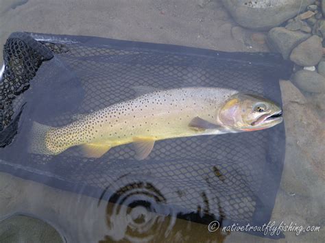 Native Trout Fly Fishing: Yellowstone Cutthroat Trout