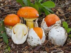 Amanita Caesarea: All about the Edible Caesar’s Mushroom