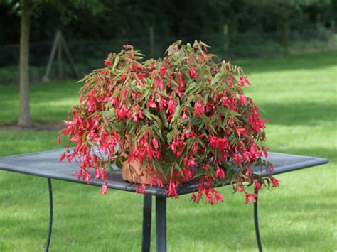 Begonia boliviensis - World of Flowering Plants