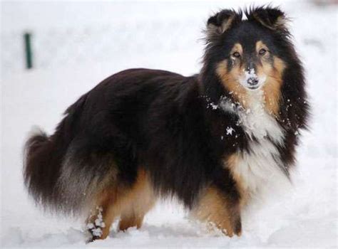 The Sheltie Colors