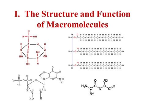 Structure of Macromolecules Diagram | Quizlet