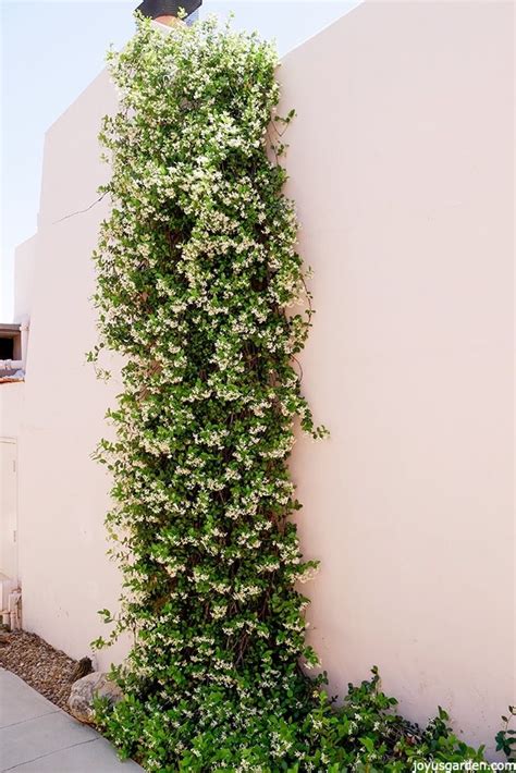 A Versatile Plant: How To Care For & Grow Star Jasmine