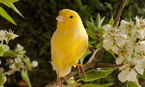 Canary Colors: Most Common to Rarest - A-Z Animals