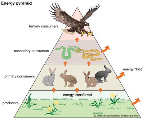 Trophic pyramid | Definition & Examples | Britannica