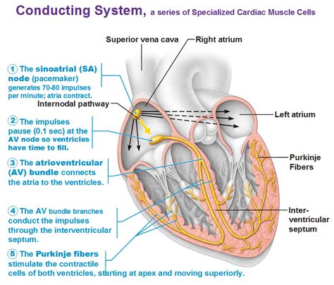 Conducting System of the Heart