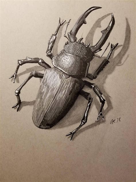 Stag Beetle Drawing at PaintingValley.com | Explore collection of Stag ...