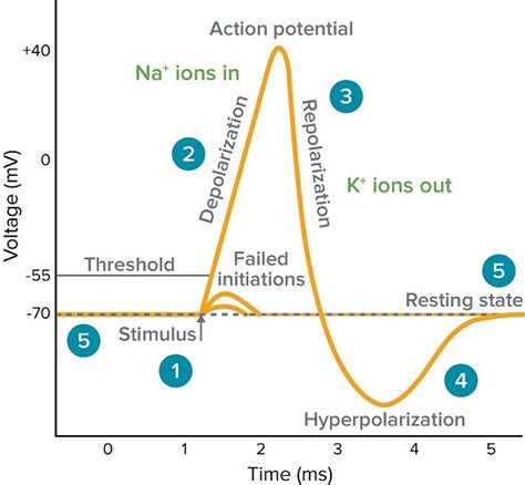 What is Action Potential, Membrane Potential, Action Potential Chart