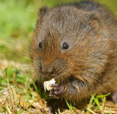 What Do Voles Eat? 20+ Foods These Rodents Consume - AZ Animals