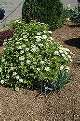 Blue Muffin Viburnum (Viburnum dentatum 'Christom') in Denver Arvada ...