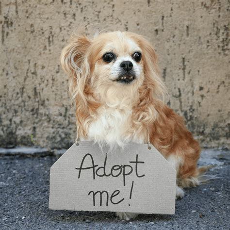 Pet Adoption: Senior Dog Edition - DGP For Pets