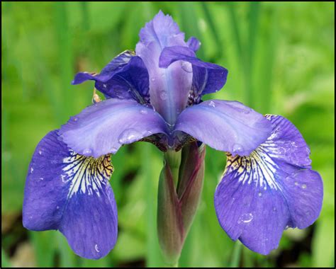 Flowers in our garden – Siberian Iris – Photography, Images and Cameras