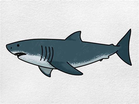 How To Draw A Great White Shark Step By Step For Kids