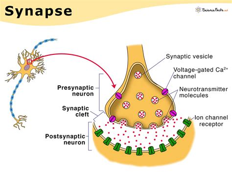 Brain Cell Synapses