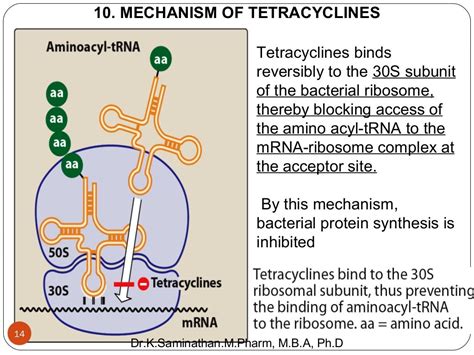 3. ANTIBIOTIC (PROTEIN SYNTHESIS INHIBITORS)