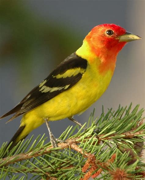 Western Tanager bird - a beauty | Beautiful birds, Canary birds, Birds