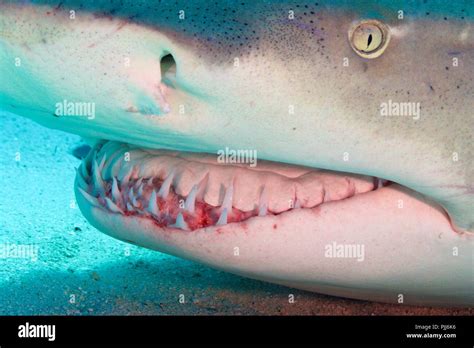 Radical closeup of Lemon Shark, with its fearsome mouth full of sharp ...