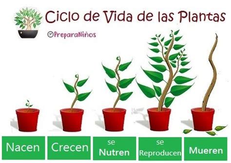 Características de la Plantas: ciclo vital | Ciclo de vida de las ...