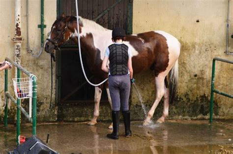 Horse Sheath Cleaning 101: Step-By-Step Guide