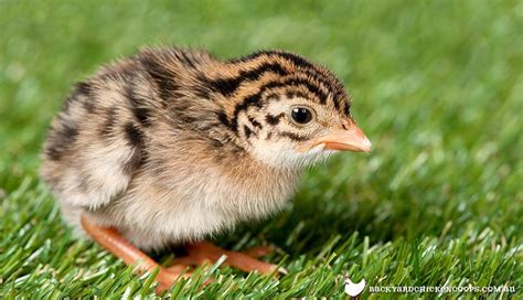 6 Essential Things You Need To Know About Raising Guinea Fowl Keets