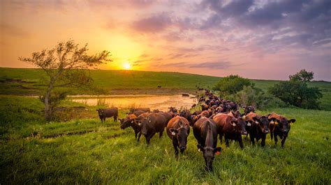 Caring for Cattle on the Pasture