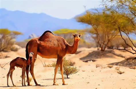 Top 50 Amazing Sahara Desert Animals - Owlcation