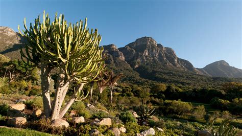 Kirstenbosch National Botanical Garden Cape Town, South Africa - Park ...