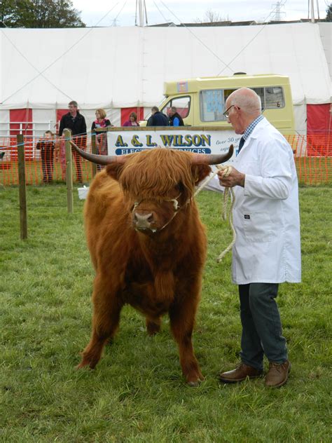 Highland Cattle Free Stock Photo - Public Domain Pictures