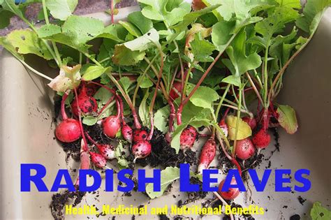 Radish Leaves Health, Medicinal and Nutritional Benefits - Stylish Walks