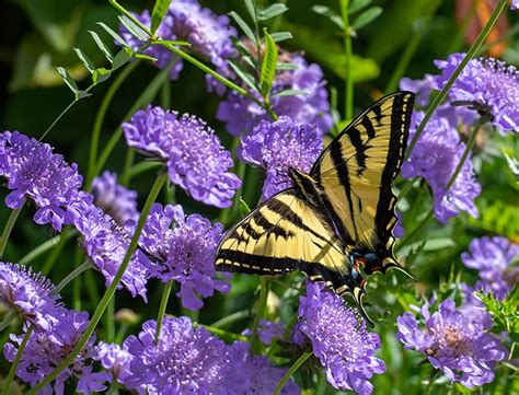 How to Grow & Care for Scabiosa: A Comprehensive Guide