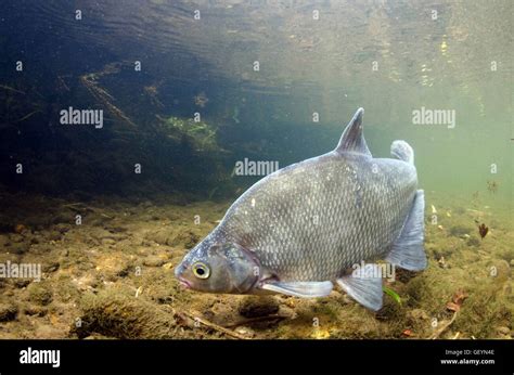 Common Bream Underwater Stock Photo - Alamy