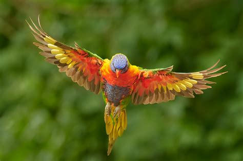 How to Photograph Birds in Flight with Sharp Results