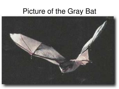 PPT - Endangered Gray Bat PowerPoint Presentation, free download - ID ...