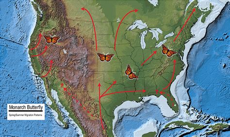 Monarch Butterfly Migration and Overwintering