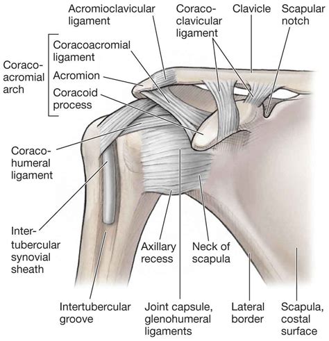 Shoulder Ligament Anatomy Diagram Shoulder Joint Ligaments Note ...